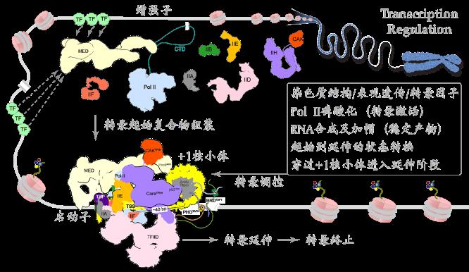 transcription-outline